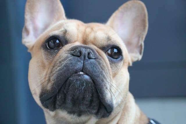Your Ultimate Buyer’s Guide to French Bulldogs