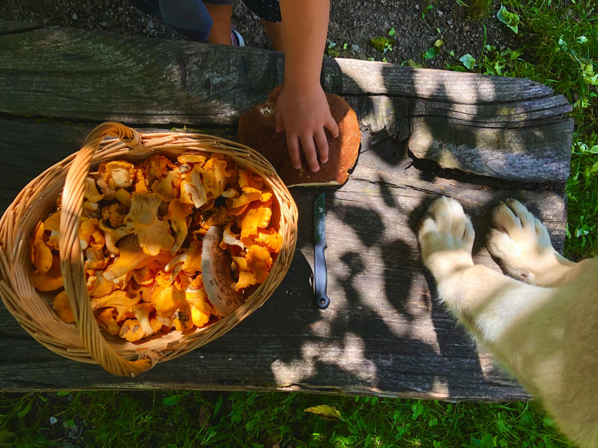 5 Potential Health Benefits of Mushrooms for Dog Immunity