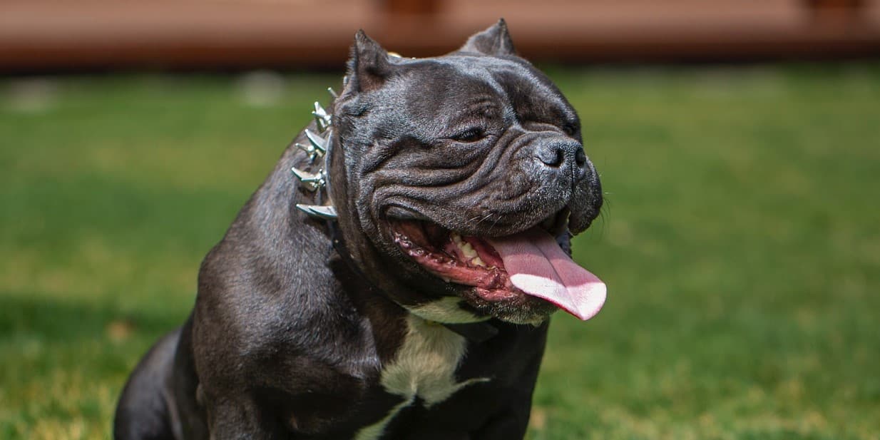 Pros and Cons of American Bullies