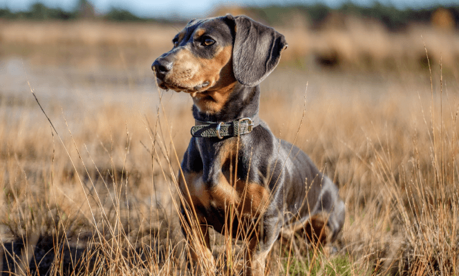Is Your Dachshund at Risk? Common Health Concerns & How to Prevent Them