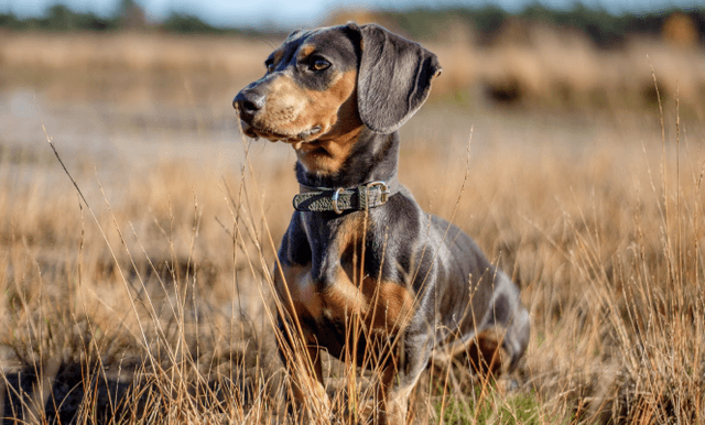 Is Your Dachshund at Risk? Common Health Concerns & How to Prevent Them