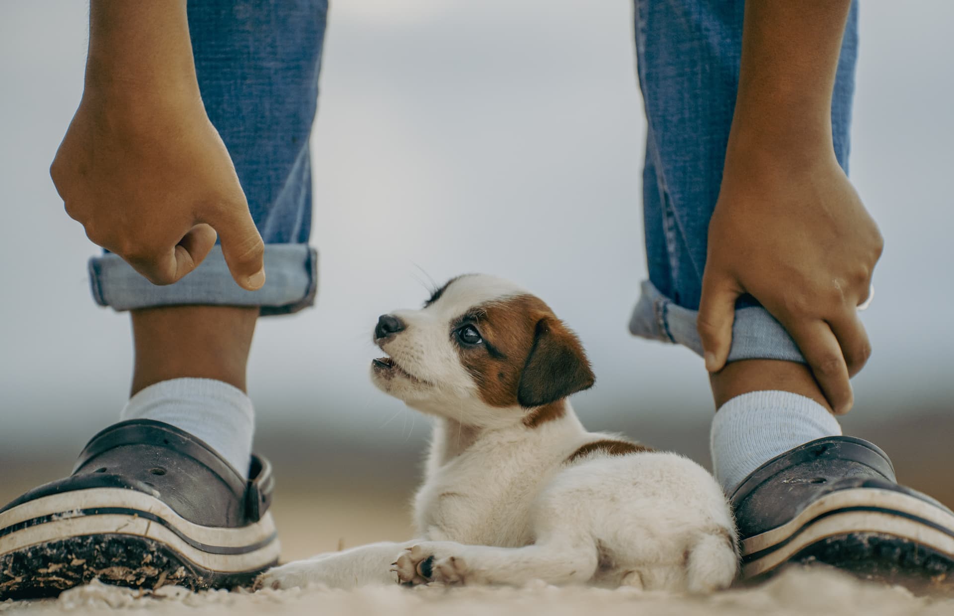 Welcome Home, Puppy! Let’s Start Off on the Right Paw