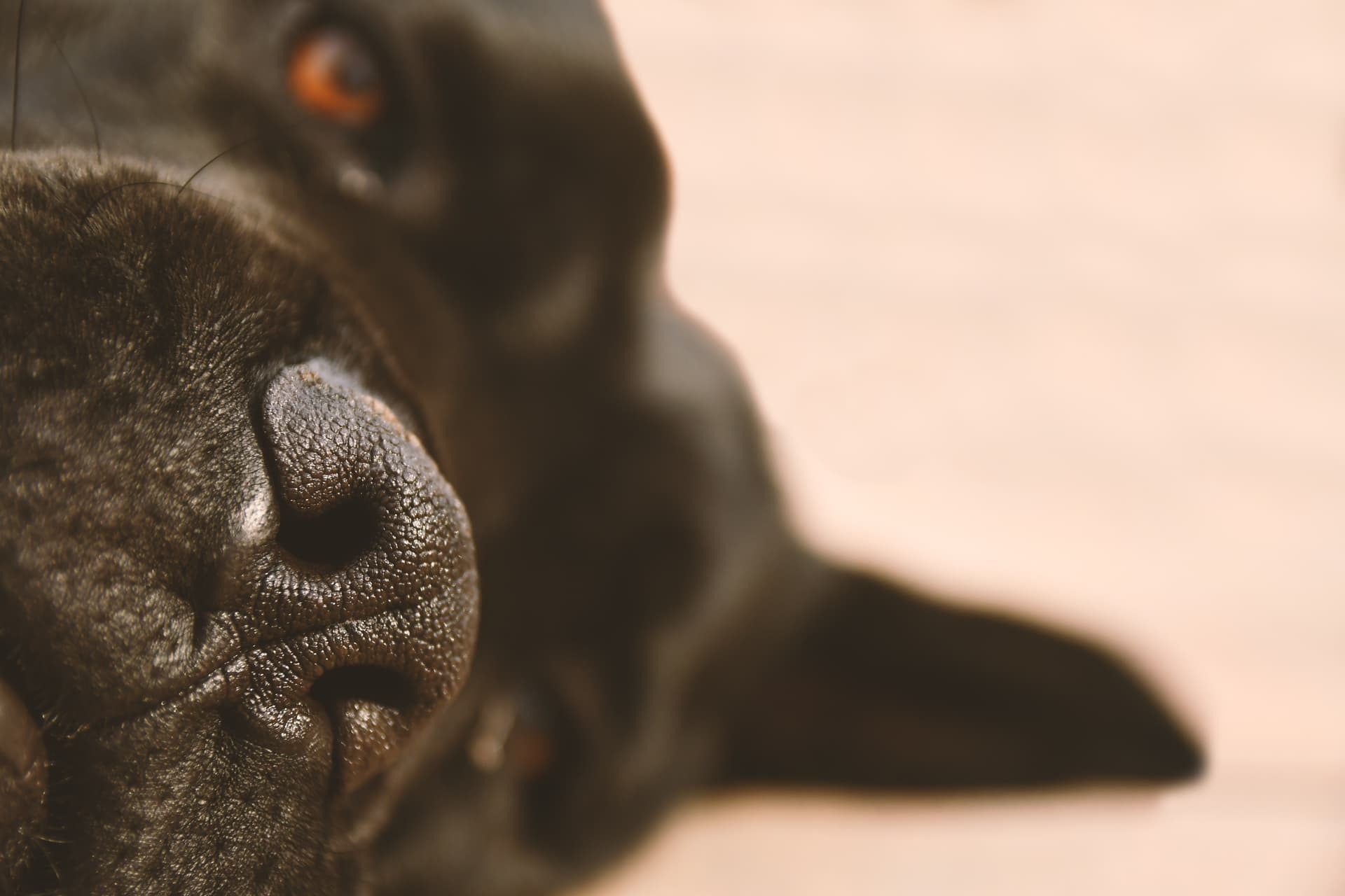 Cane Corso Buyer’s Guide: What to Know Before Bringing One Home