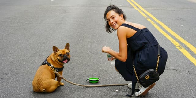 Raising a Frenchie Puppy: Daily Routine, Training & Care