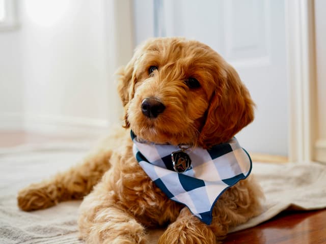 Is Your Goldendoodle at Risk? Common Health Concerns & How to Prevent Them