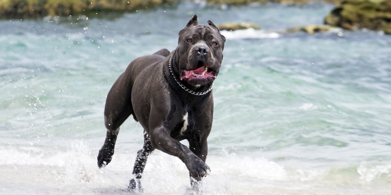 Cane Corso Fun Facts You Never Knew