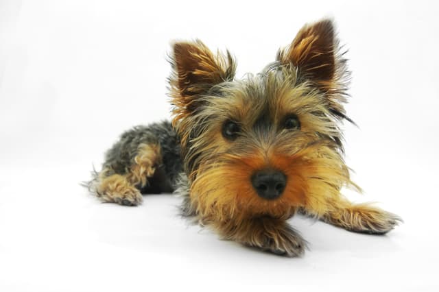 How to Groom a Yorkipoo: Coat Care, Tools & Maintenance Tips