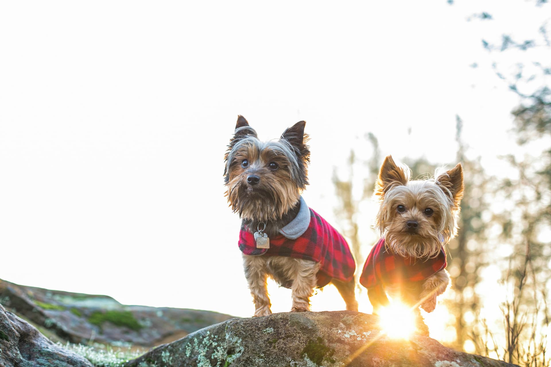 Your Ultimate Buyer’s Guide to Yorkshire Terriers