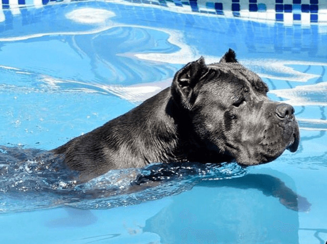 Is a Cane Corso a Good Family Dog? Key Facts to Know