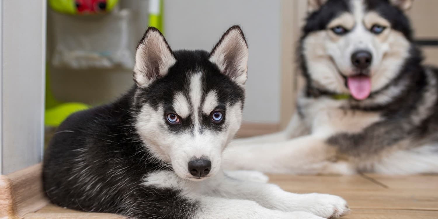Miniature Husky vs. Regular Husky: What's the Difference?