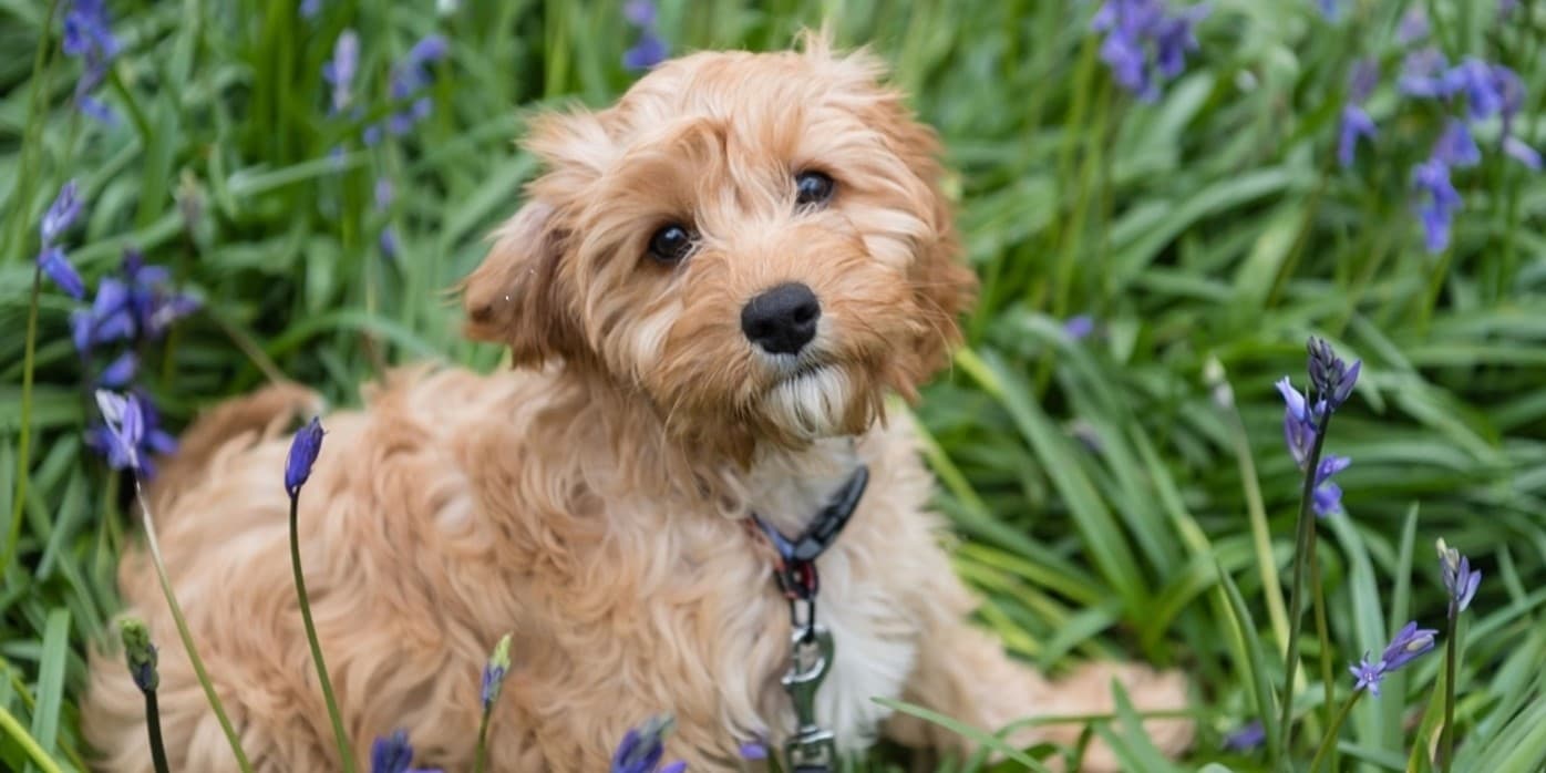 Cavapoo Grooming Requirements: How They Compare to Cavaliers and Poodles