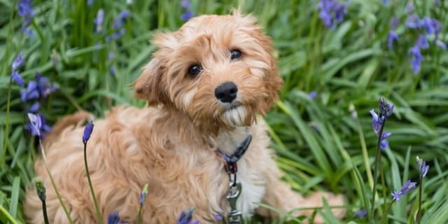 Cavapoo Grooming Requirements: How They Compare to Cavaliers and Poodles