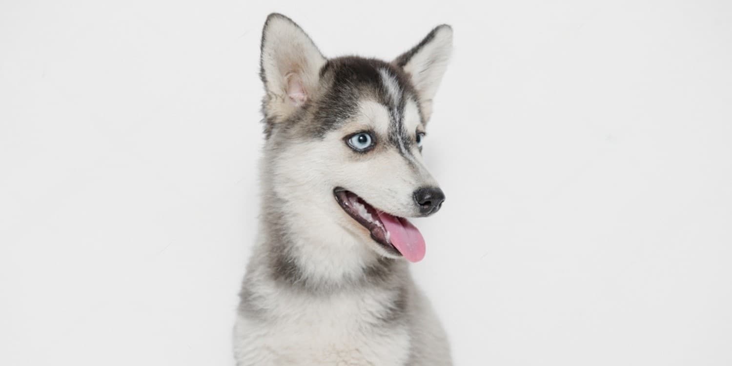 Small Dog Breeds that Look Like Huskies (With Photos)