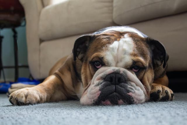 Is Your English Bulldog at Risk? Common Health Concerns & How to Prevent Them