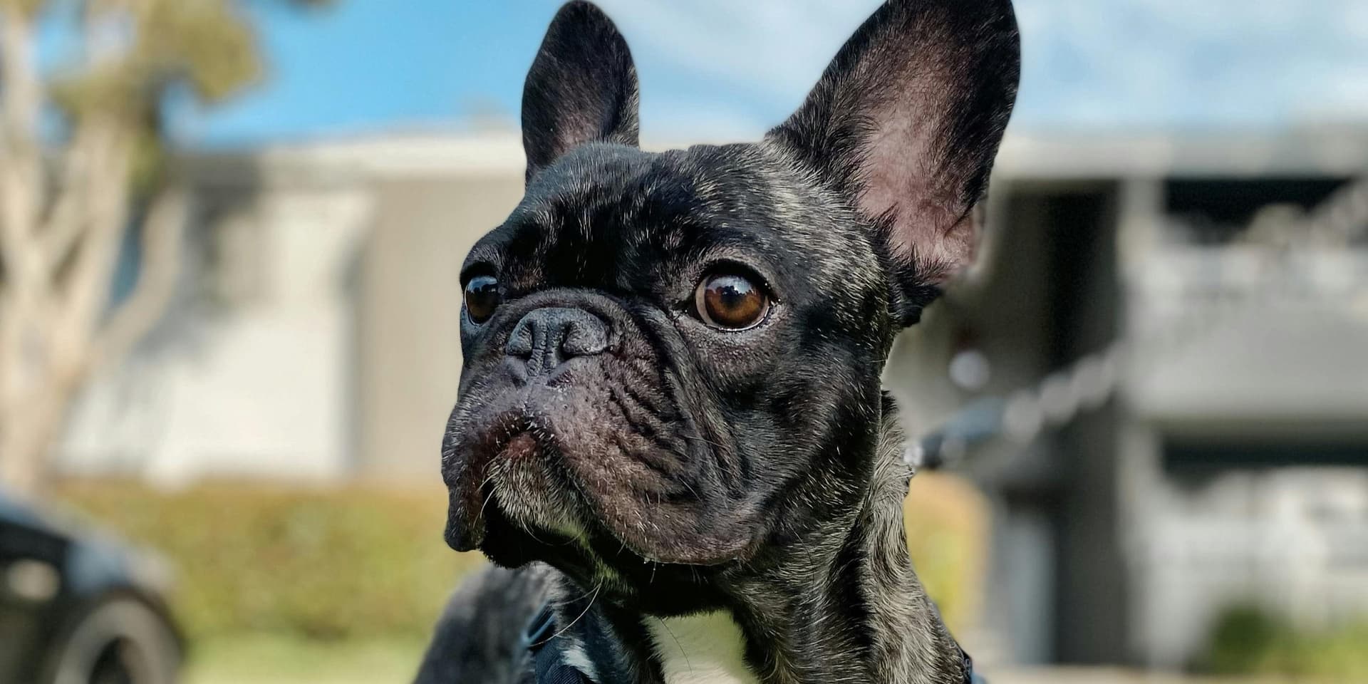 Why Are French Bulldogs So Expensive?
