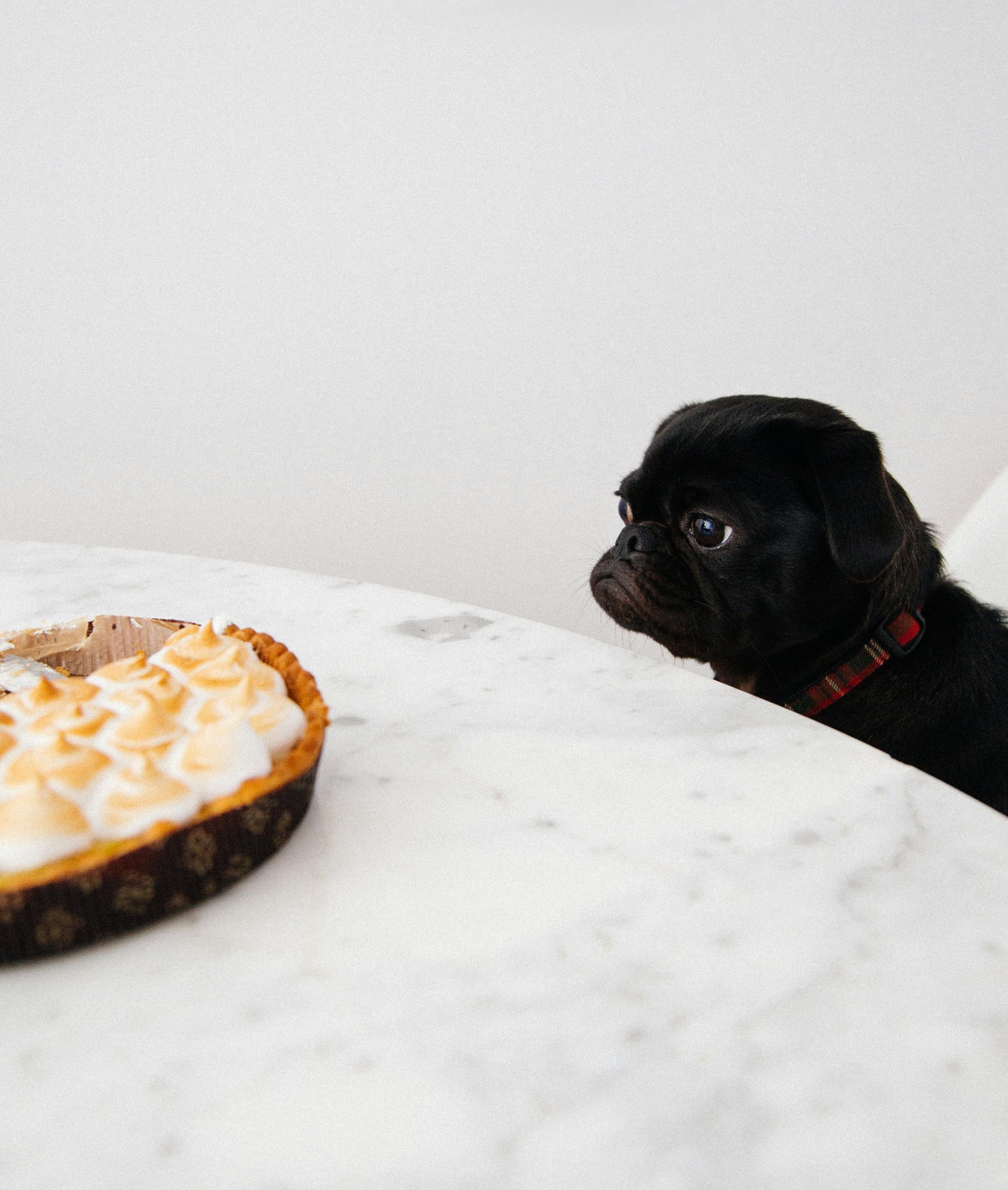 Thanksgiving with Your Dog: Safety Tips, Guest Prep & Fun Ways to Include Your Pup