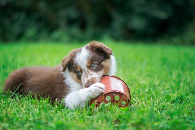 How Much Does It Really Cost to Own a Dog in 2025?