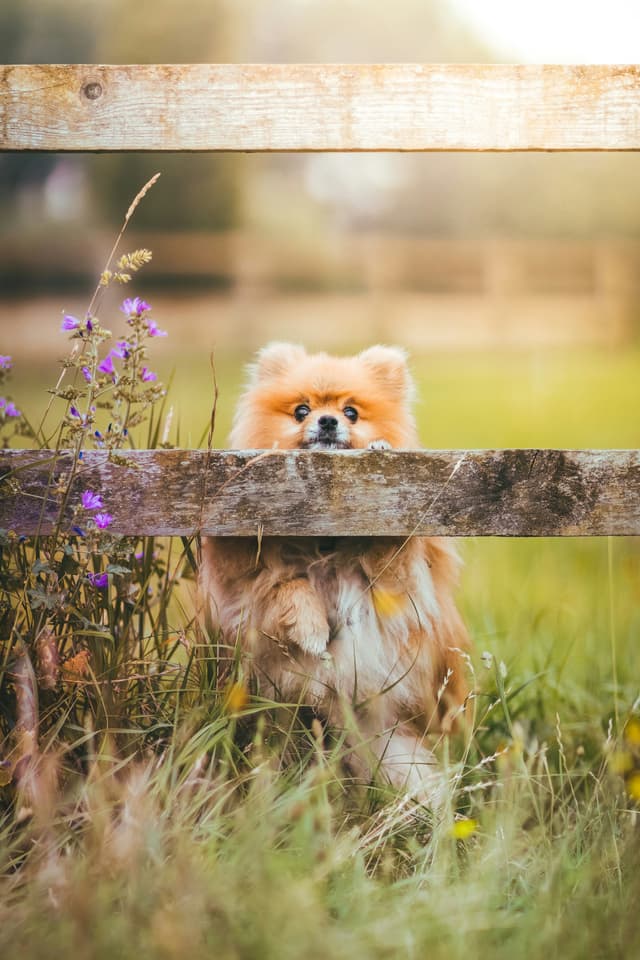 Your Ultimate Buyers Guide to Pomeranians