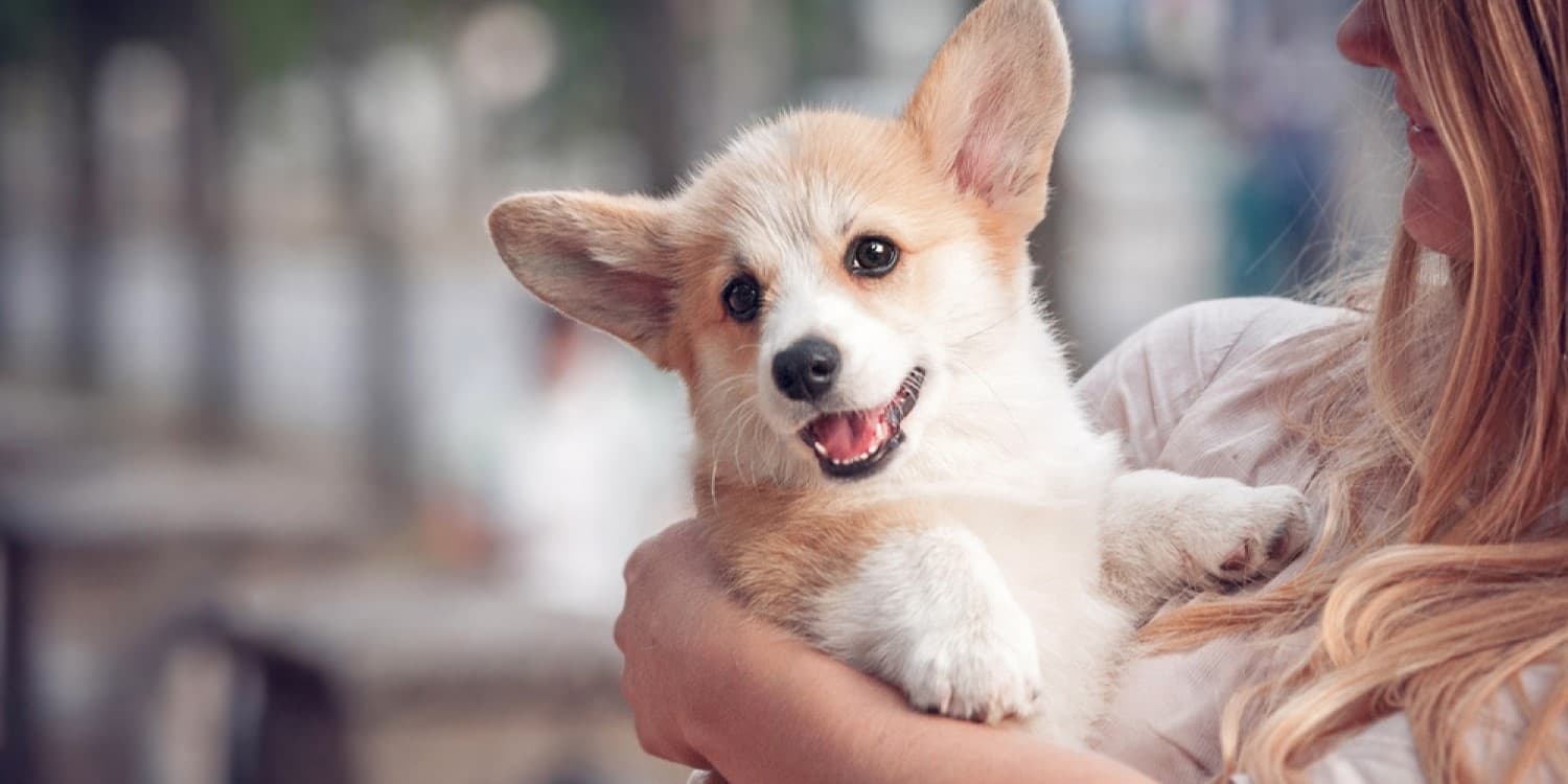 Is Pembroke Welsh Corgi a Good Family Dog?