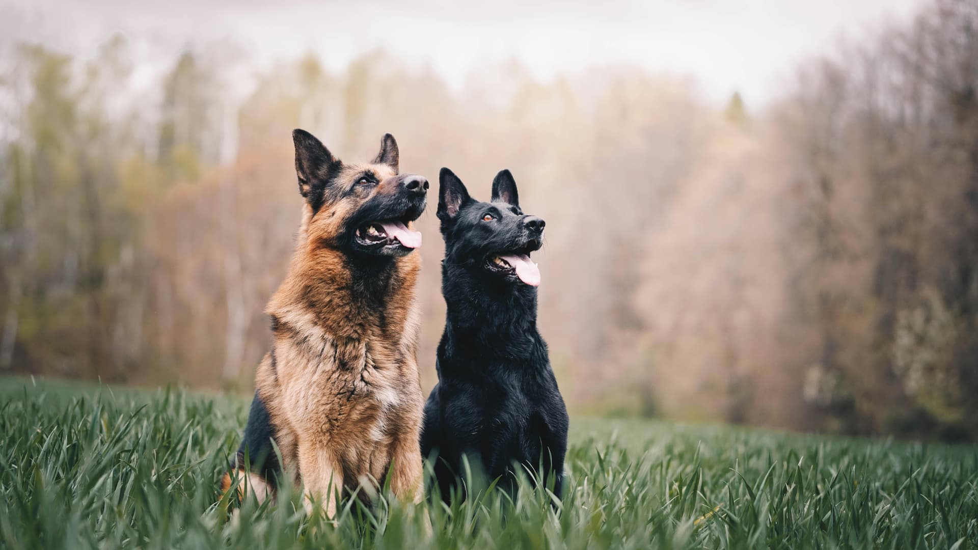 Common German Shepherd Health Issues & How to Prevent Them