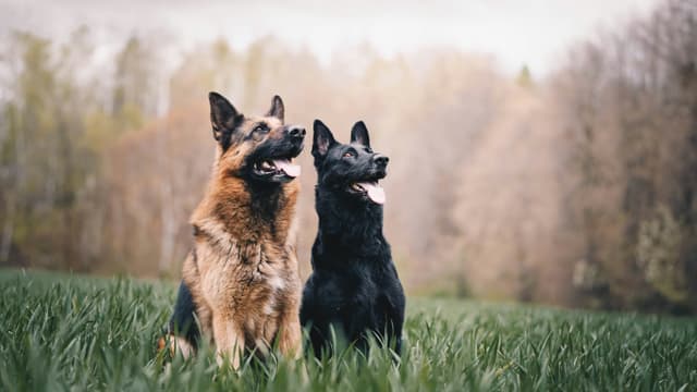 Common German Shepherd Health Issues & How to Prevent Them