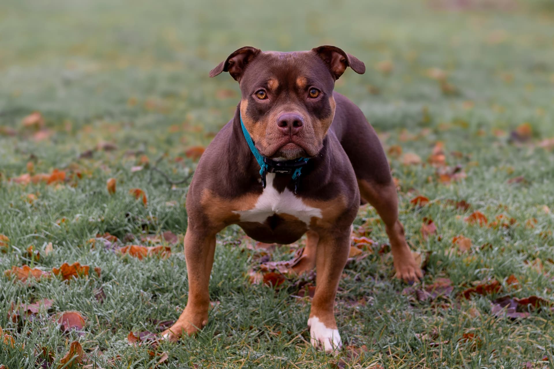 How to Care for an American Bully: Grooming, Feeding & Exercise