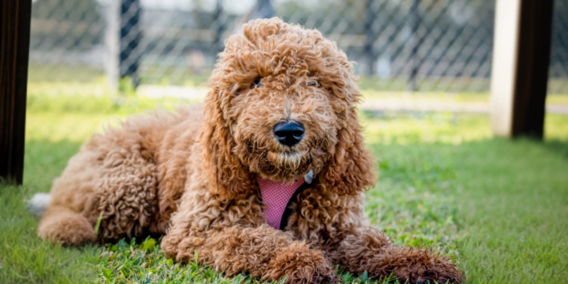 Goldendoodle Size Guide: Toy, Mini, Medium or Standard?