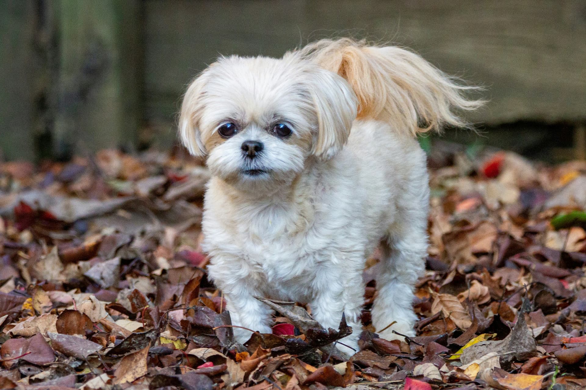 How to Groom a Shih Poo: Coat Care, Tools & Maintenance Tips