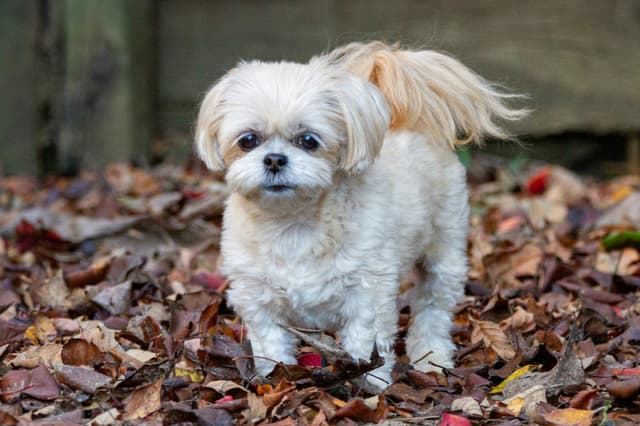 How to Groom a Shih Poo: Coat Care, Tools & Maintenance Tips