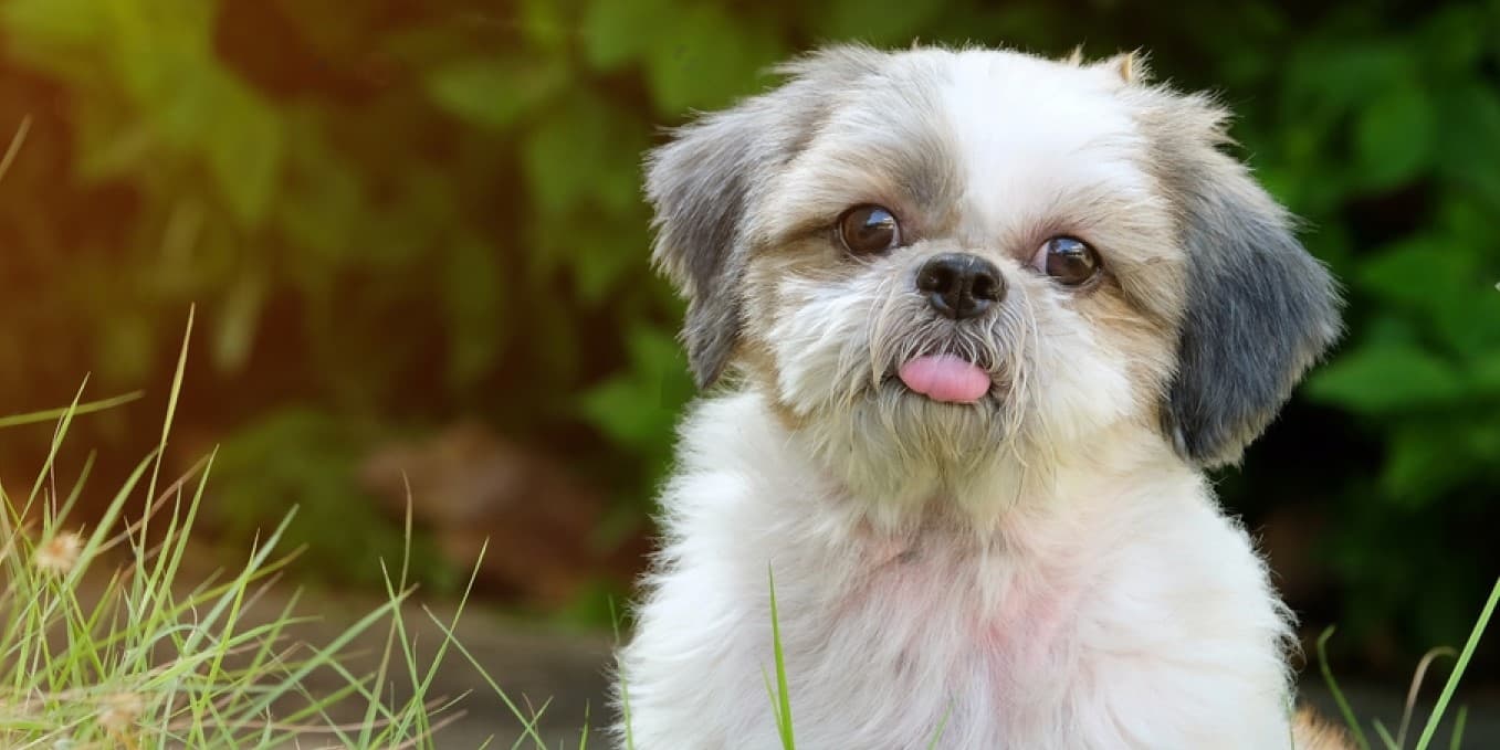 Shih Tzu Fun Facts You Never Knew