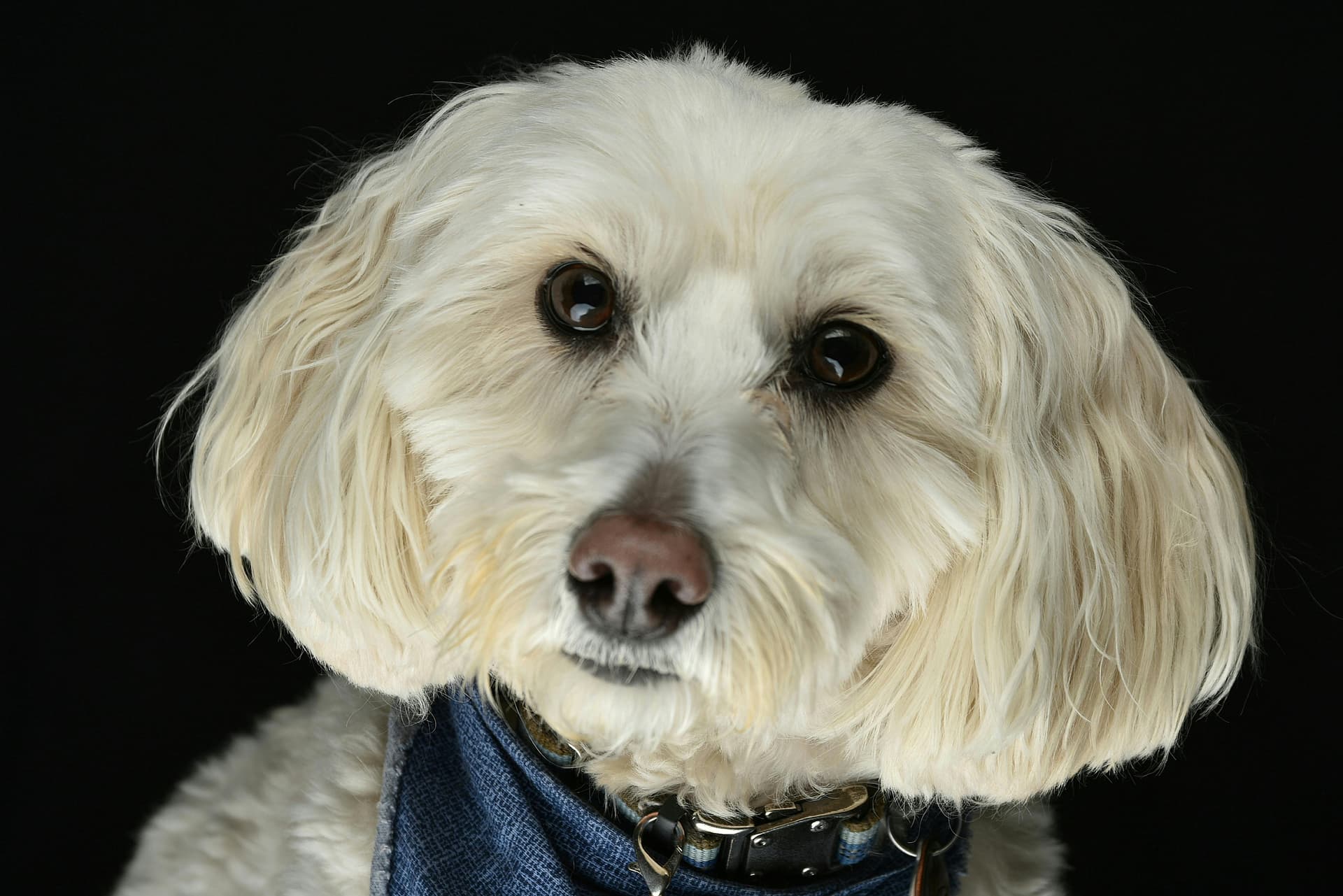 How to Groom a Havapoo: Coat Care, Tools & Maintenance Tips