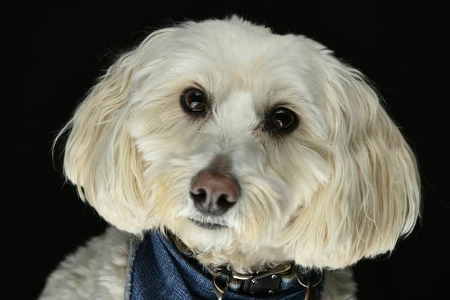 How to Groom a Havapoo: Coat Care, Tools & Maintenance Tips