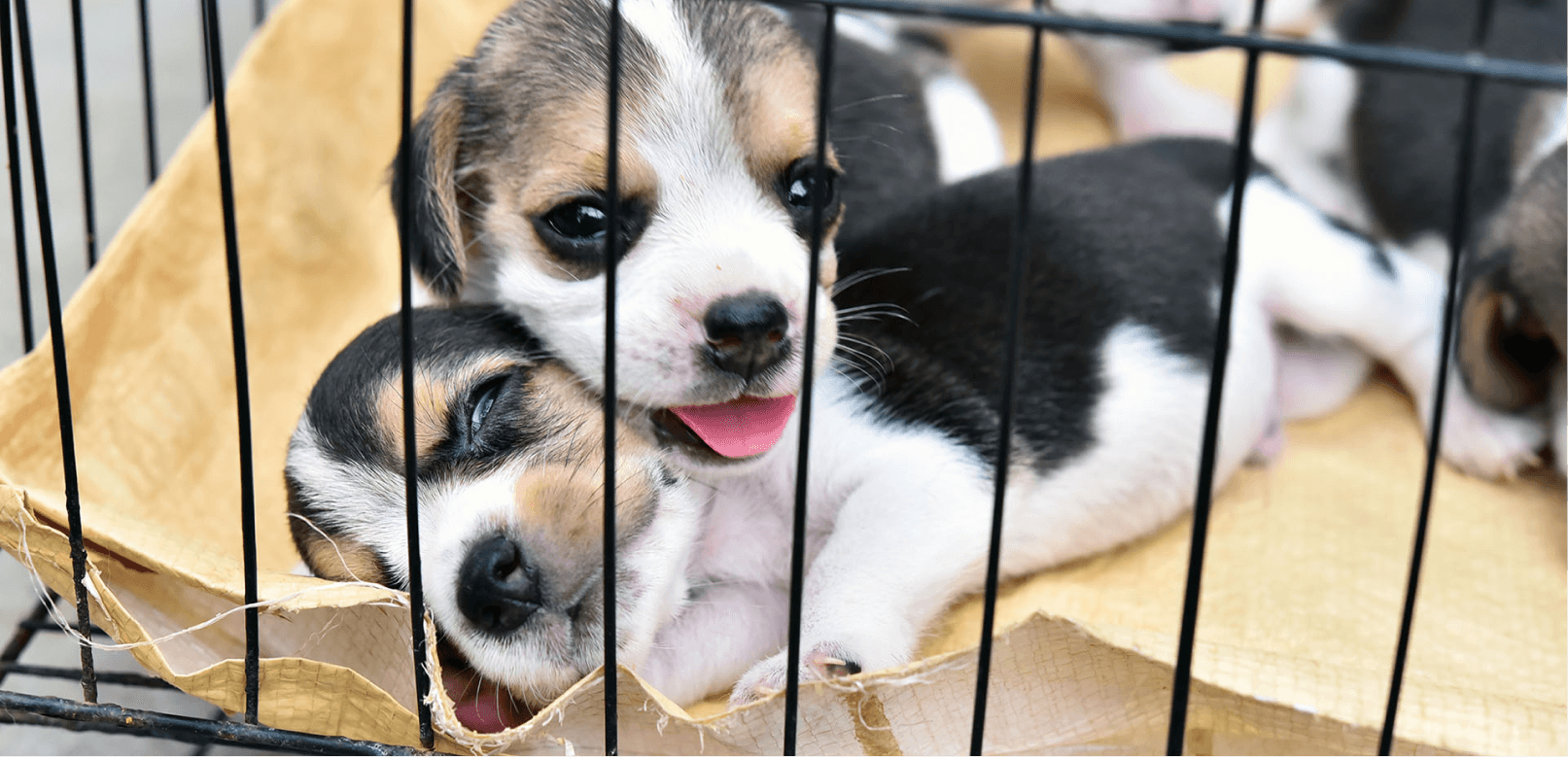 Buying a Puppy on Craigslist? Read This First