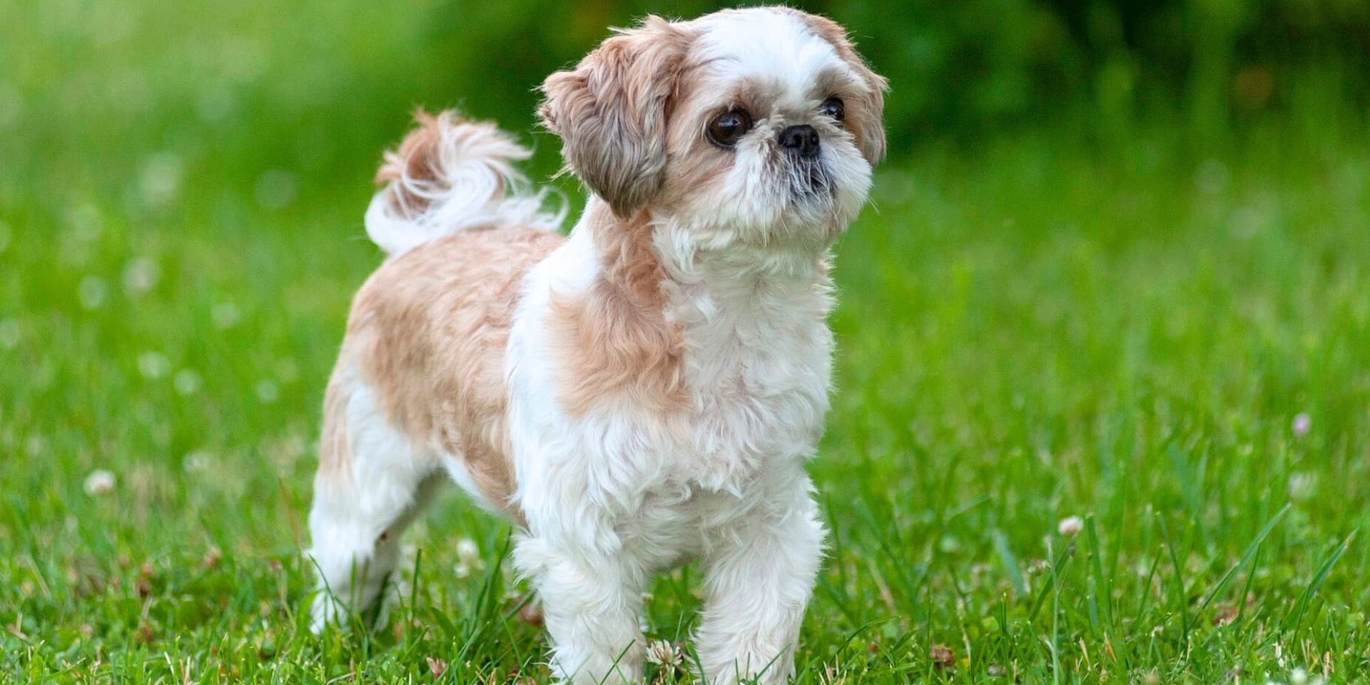 Yorkie vs. Shih Tzu: How Do They Compare?