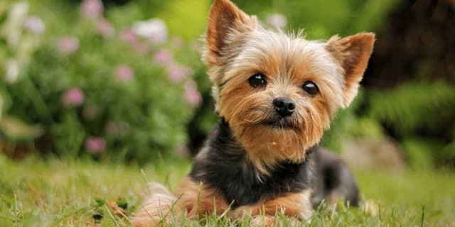 Yorkshire Terrier Size Guide: Teacup vs Standard Yorkie
