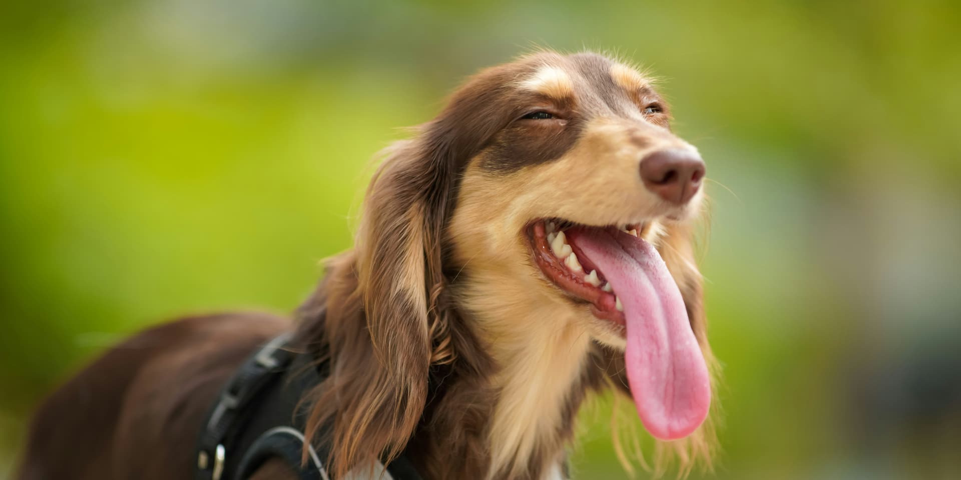 Dachshund Fun Facts You Never Knew
