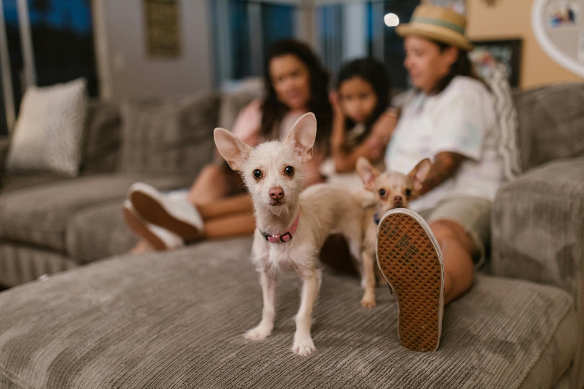 Are Chihuahuas Good Family Dogs? What You Should Know
