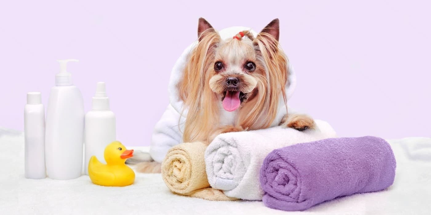 Why Does My Yorkie Smell? Causes and Easy Solutions