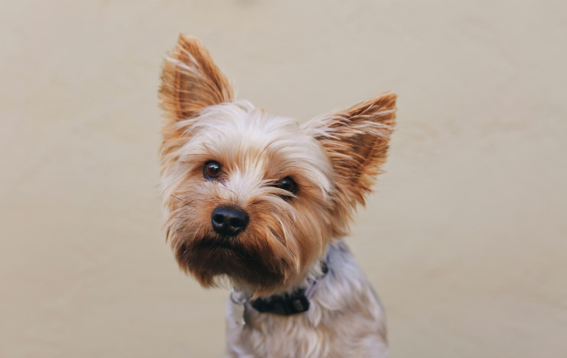 Pros and Cons of Yorkshire Terriers: Is This Tiny Pup Right for You?