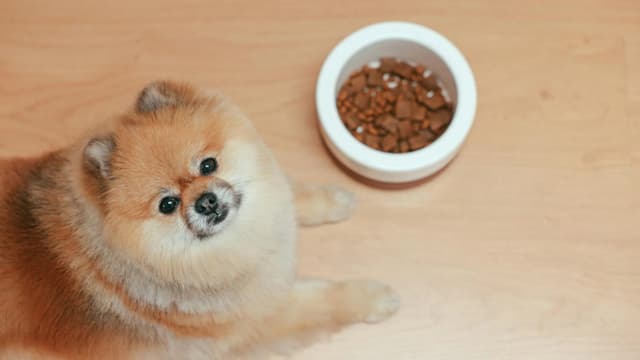 Debunking Common Dog Food Myths: Facts Every Owner Should Know