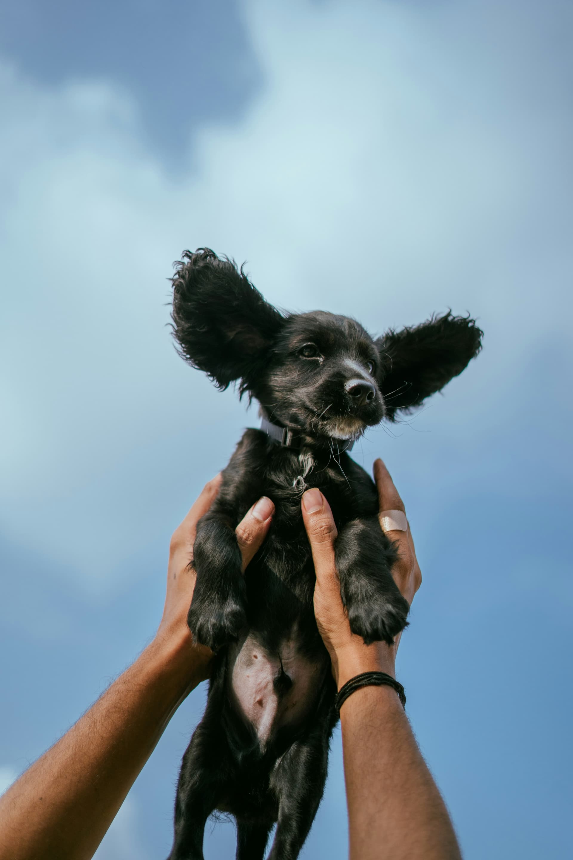 Papipoo Pros and Cons: Is This Designer Pup Right for You?