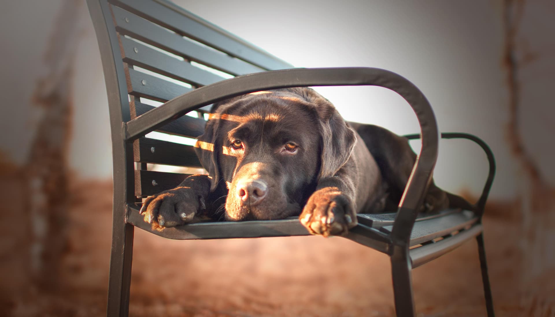 Pros and Cons of Labrador Retrievers: Is This Friendly Breed Right for You?