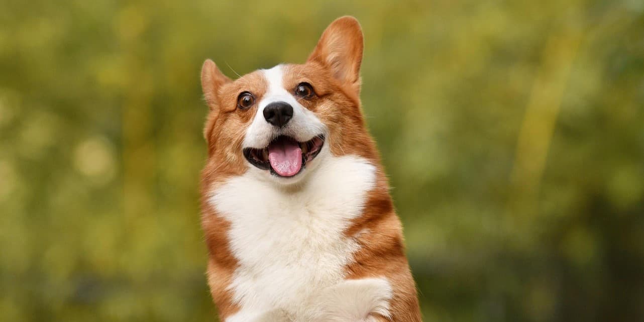 Corgi Fun Facts You Never Knew