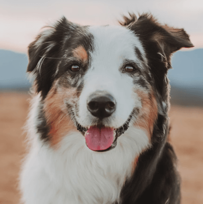 Dogs in Virginia