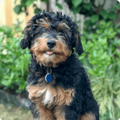 Aussiedoodle dog