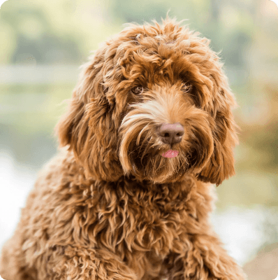 Labradoodle dog