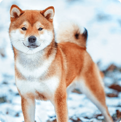 Shiba Inu dog