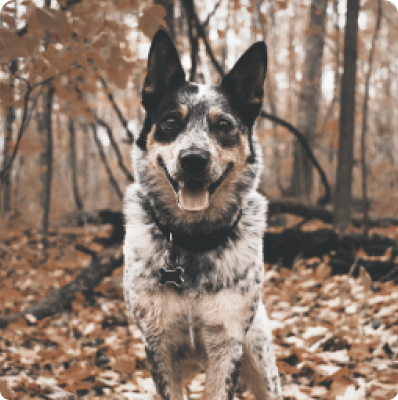 Australian Cattle dog