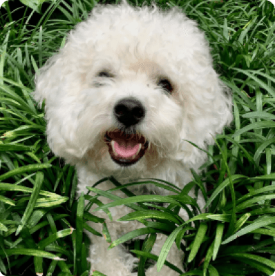 Bichon Frise dog