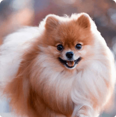 Pomeranian dog